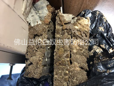 怀集白蚁巢灭治工程